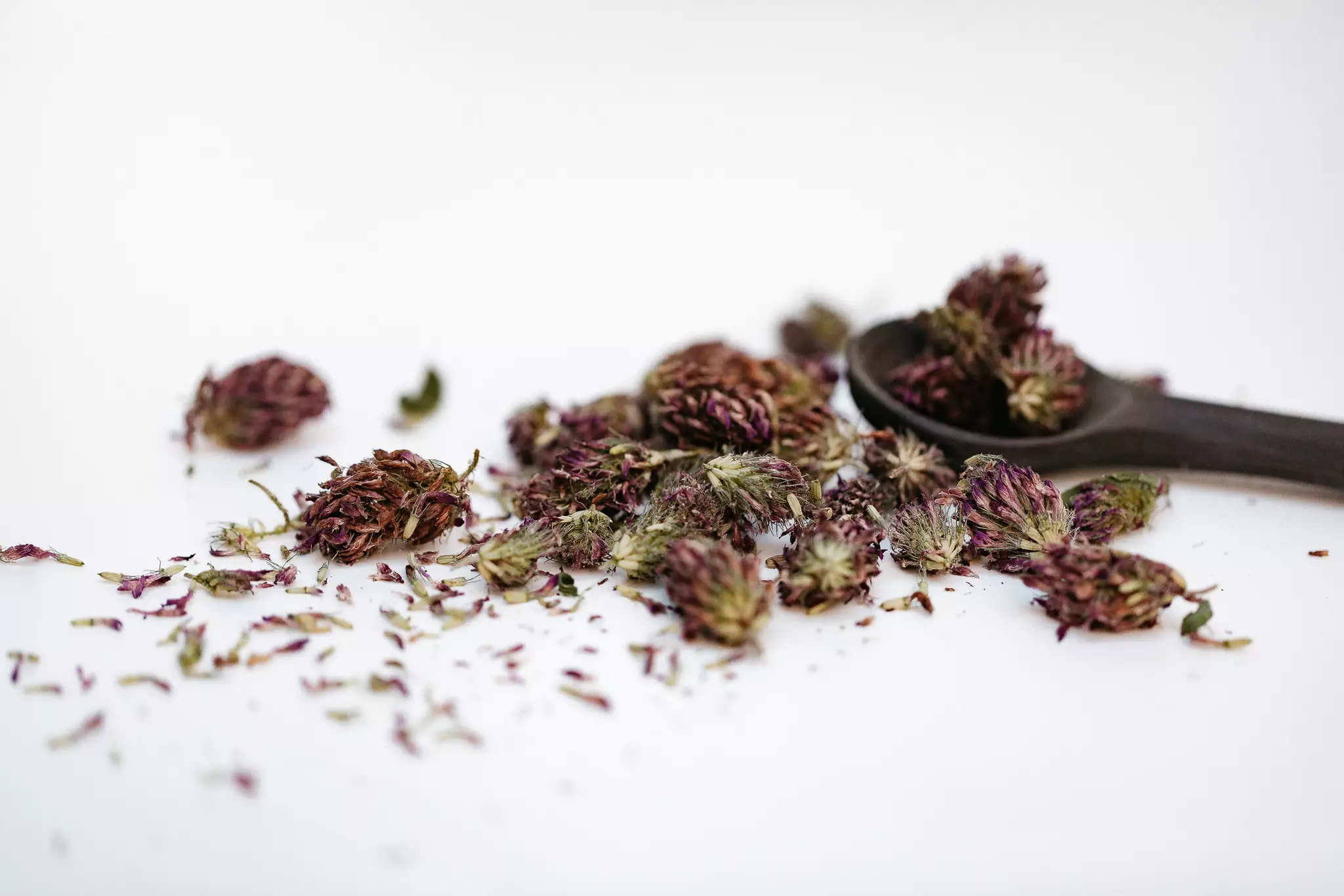 RED CLOVER_loose