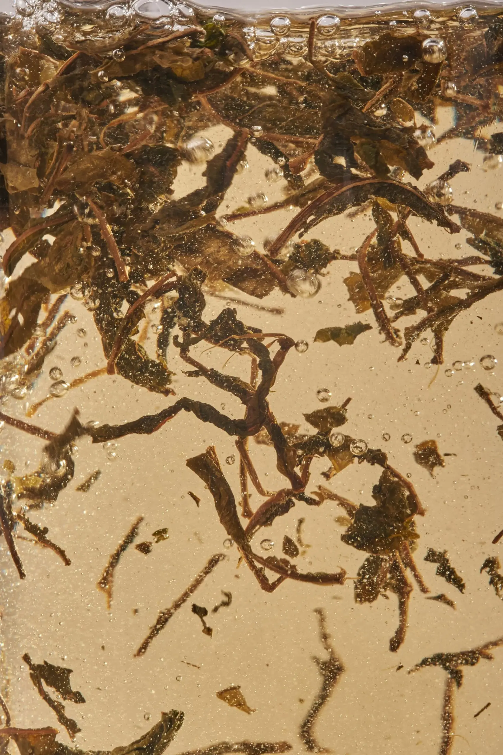 nordicblacktea_plukttea