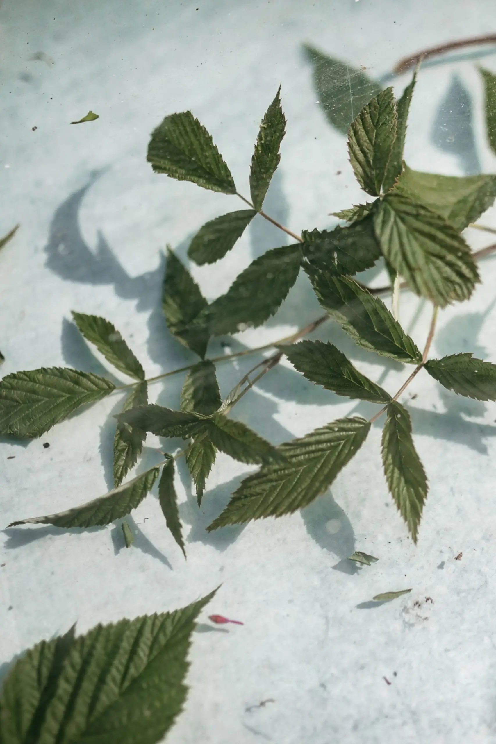 raspberrytea_plukttea