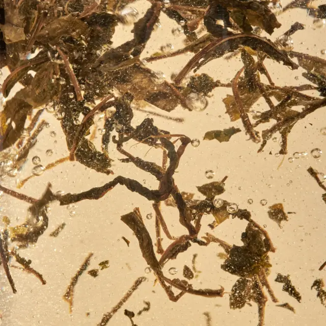 Fermented fireweed is reborn when hot water is added. Let it brew! Let it become alive and bloom in your tea cup.💚Nordic Black tea at its finest.#plukttea #NordicTea