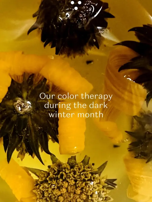 Jerusalem artichoke full flowers are blooming nicely throughout Winter. In a tea cup, of course. #plukttea #NordicTea