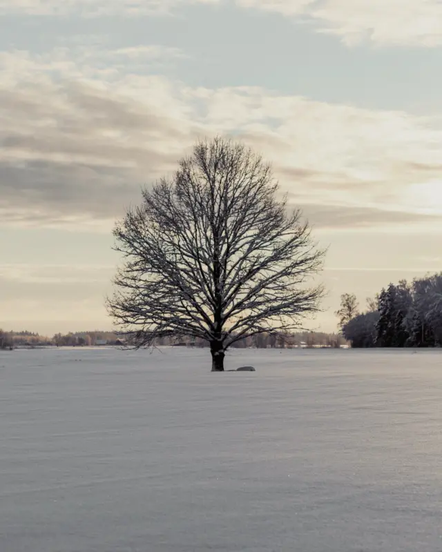 Nordic meadows are sleeping. Herbs are taking rest. Luckily, we have preserved the vivid colors, health benefits and delightful flavours in PLŪKT herbal teas.#plukttea #NordicTea