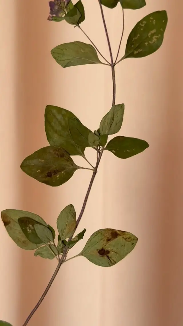 The herbarium. The very beginning of PLŪKT brand and visual identity. The delicate flowers and herbs in wild Nordic meadows are exactly the very reason why we do what we do. #plukttea #NordicTea