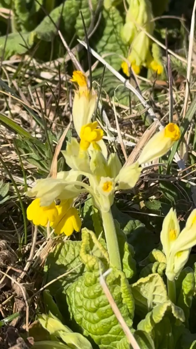 Spring herbs are in full bloom in Nordic meadows. Carefully hand-picked. 🌿#plukttea #NordicTea