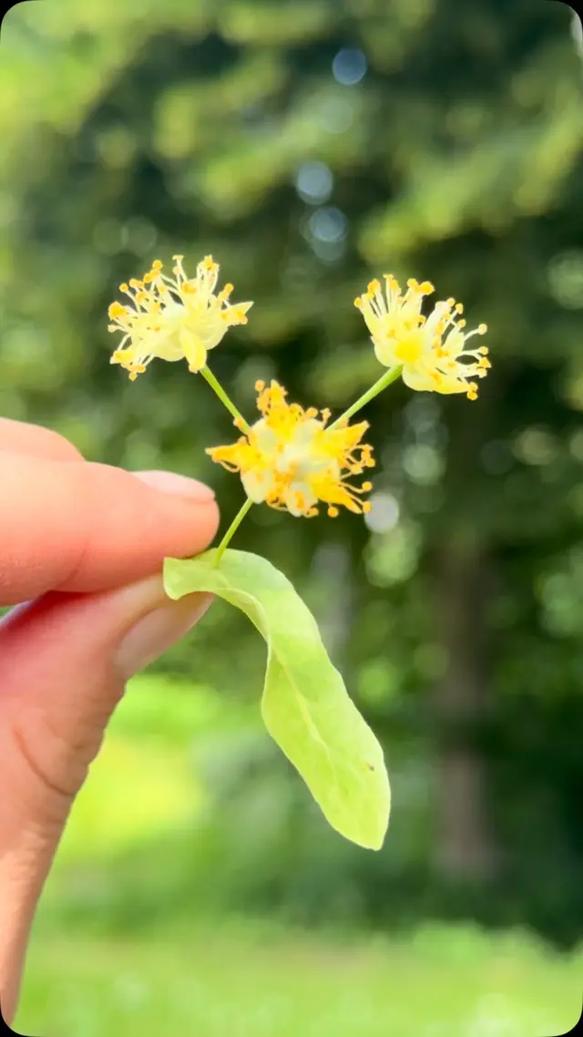 Linden is in full bloom. We are hand-picking the flowers like busy bees🐝