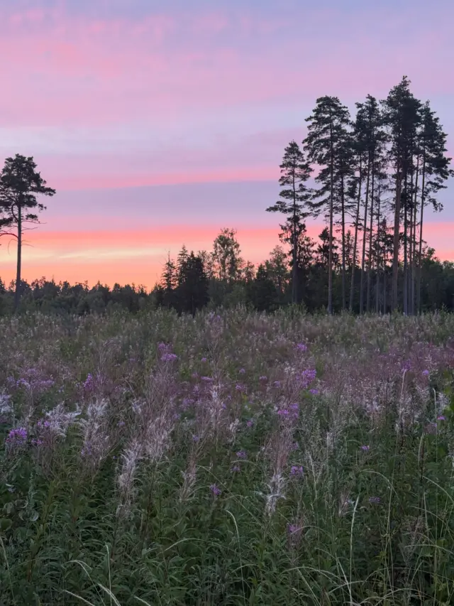 Fireweed meadows in their glory! It is a bliss to step ibto such powerful area, rich in biodiversity and full of herbal aroma. Where Nordic tea is born🌿#plukttea #NordicTea