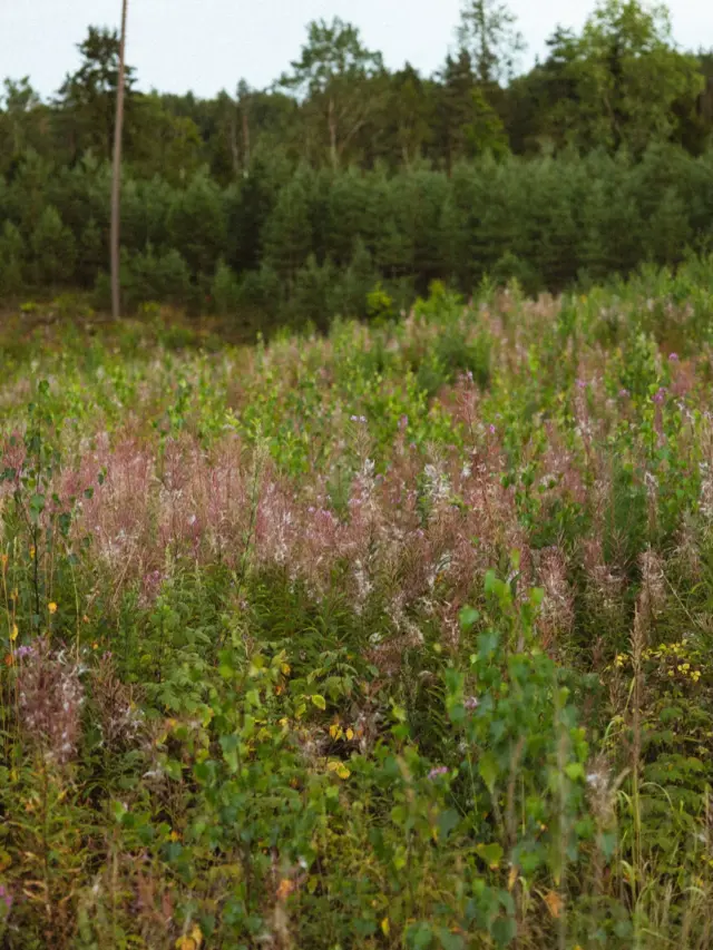 There are more than 1300 herbs growing in our pristine wild meadows and forests. Biodiversity like this is exclusive, yet still accessible here in Latvia and Northern Europe. Preserving it is one of the main goals of PLŪKT.#plukttea #NordicTea