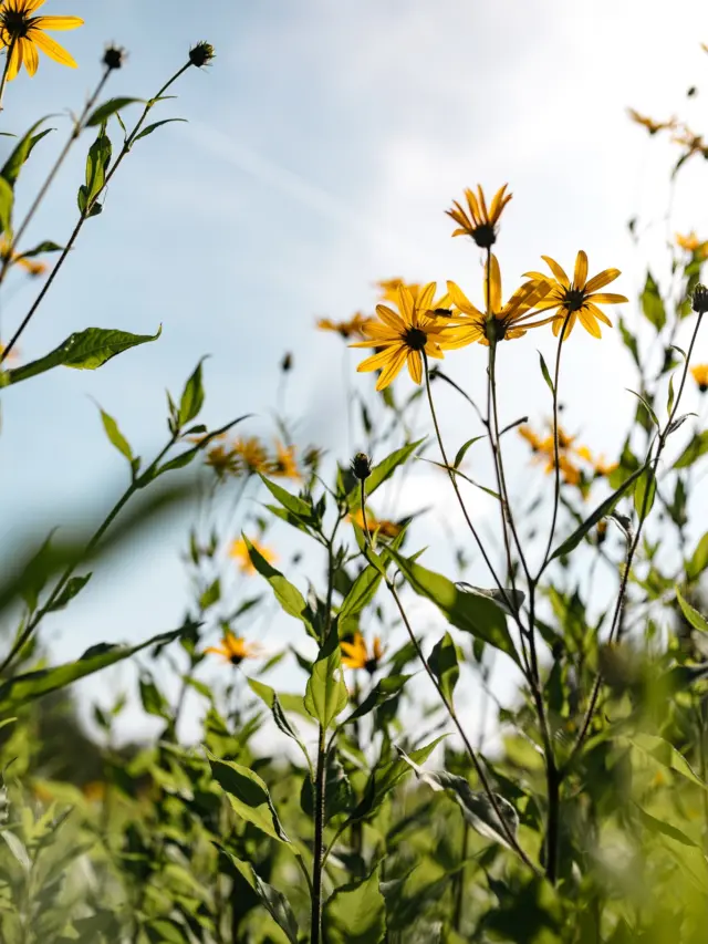 Autumn tea is freshly harvested. 🌼Jerusalem artichoke (Topinambhur) flower tea is one of the most favourited teas in PLŪKT assortment. Golden colour, full flavour and valuable health benefits. Topinambhur itself is a natural source of inulin and supports stable levels of sugar.#plukttea #NordicTea