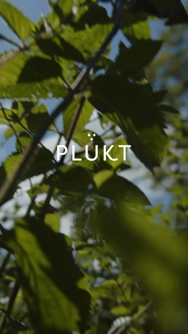 Nordic Summer is short. Every person knows it, every herb feels it. We, PLŪKT team, preserve the Summer in our herbal tea so it could bloom and nourish over and over again. ☘️#plukttea #NordicTea